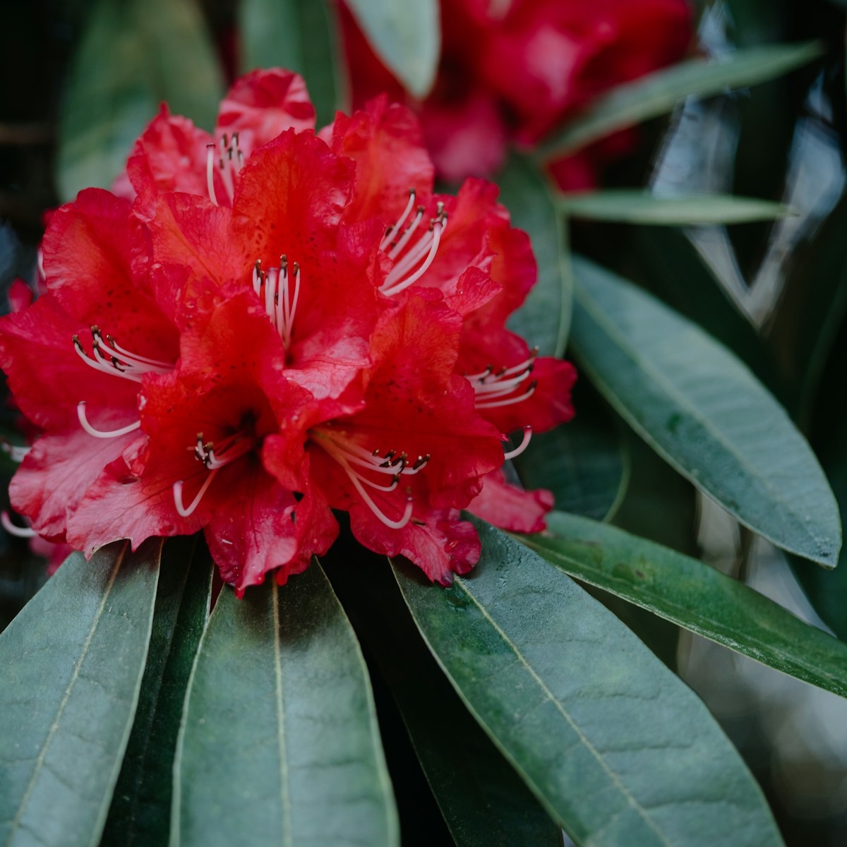 Buransh Rhododendron Squash