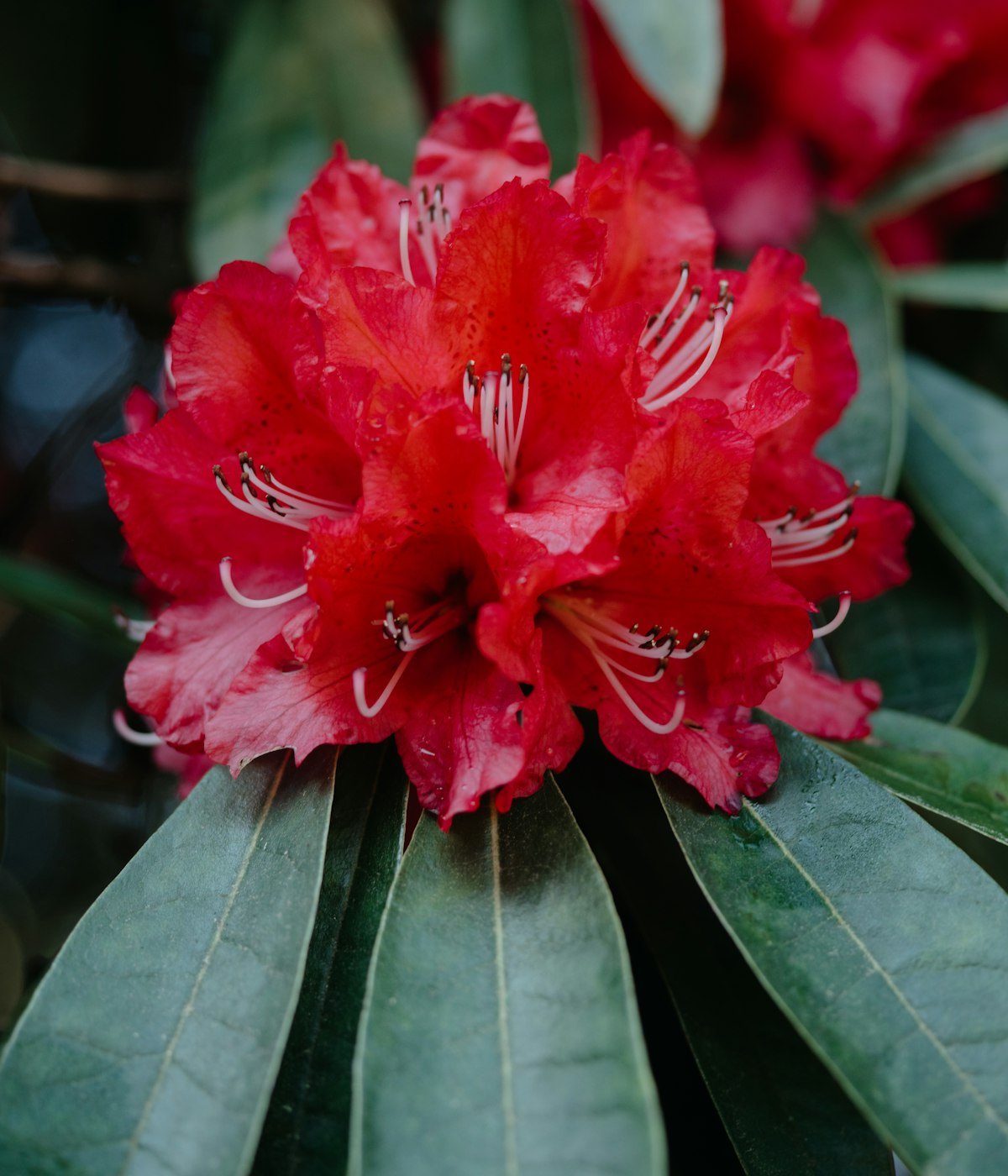 Buransh Rhododendron Squash — close crop