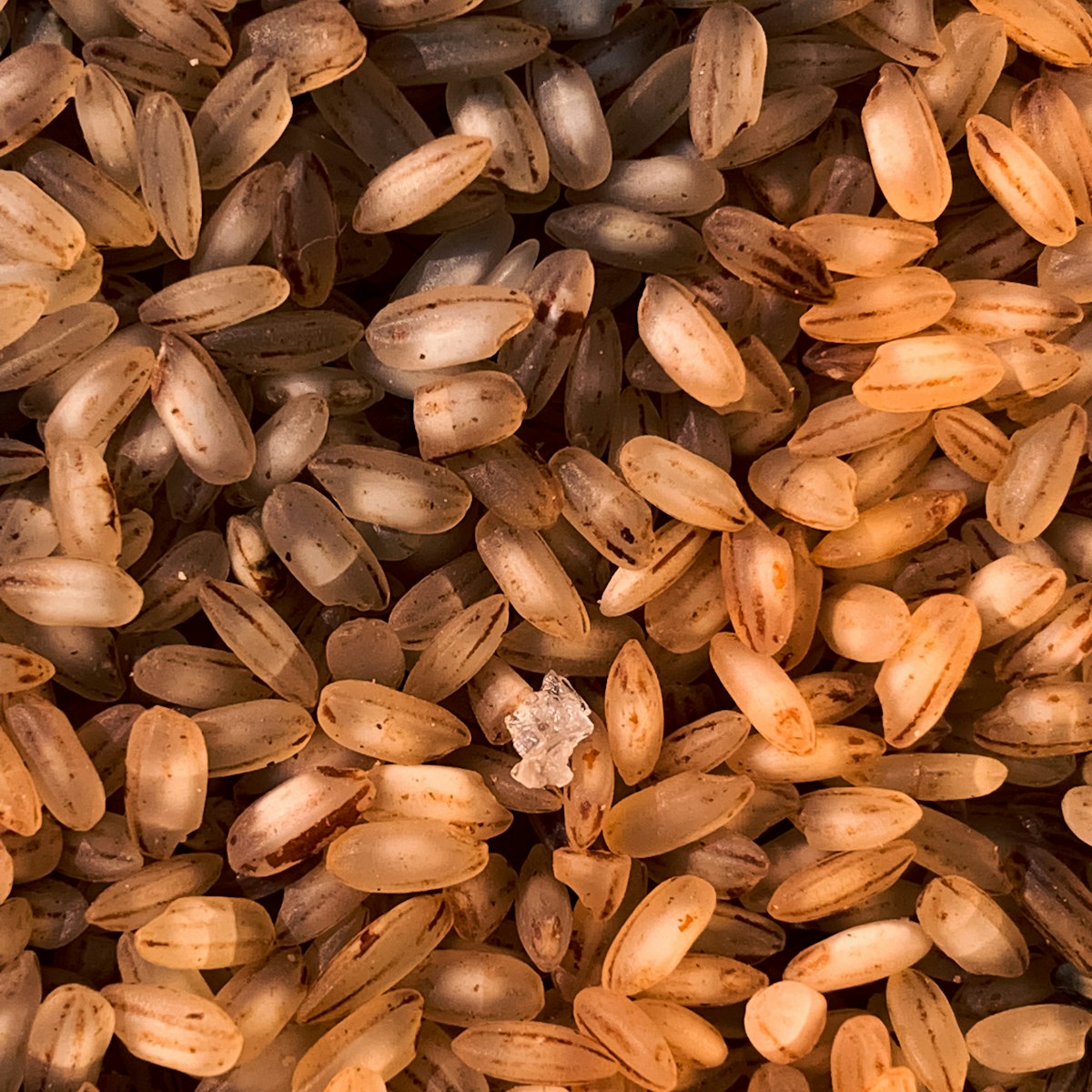Jhangora Barnyard Millet