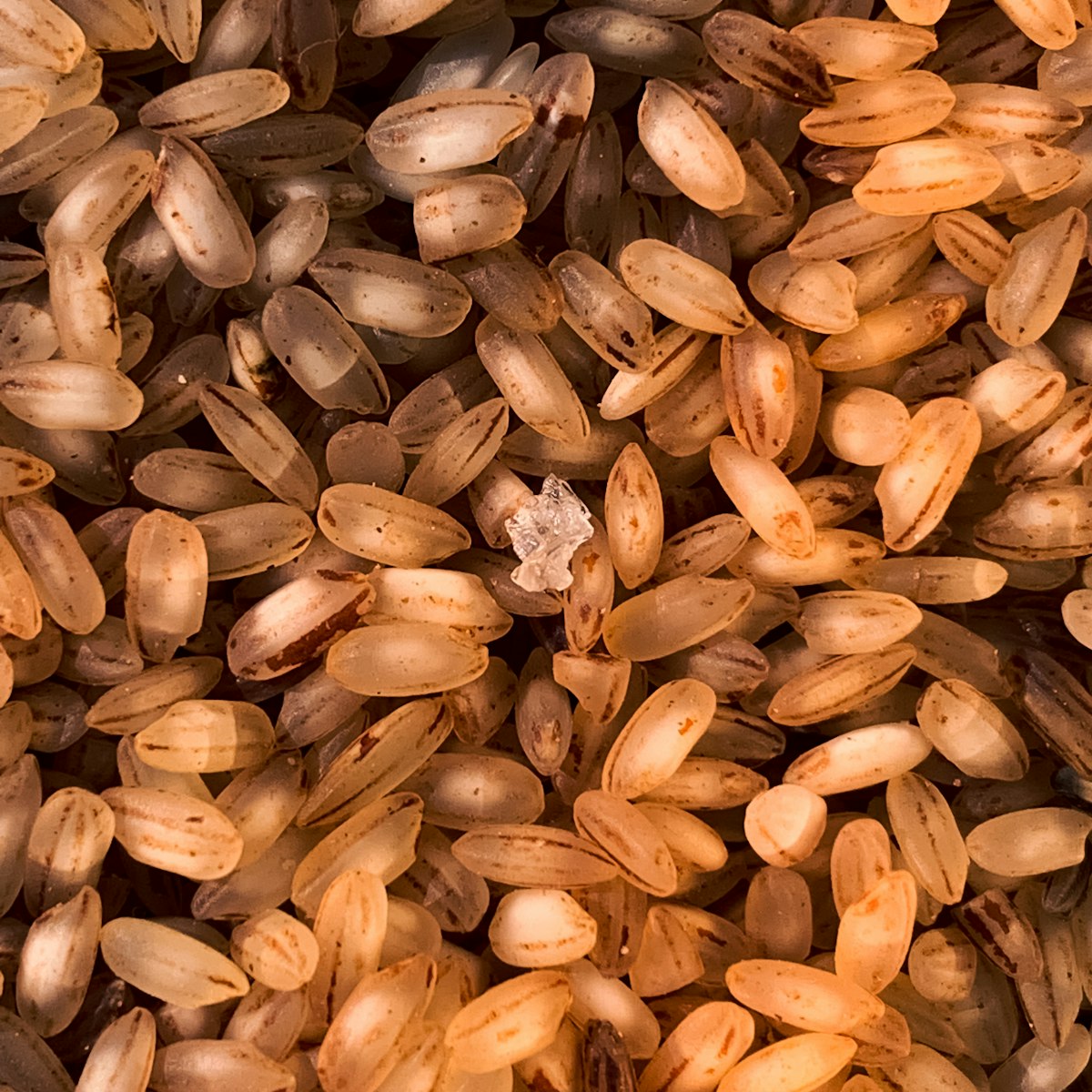 Jhangora Barnyard Millet — texture detail