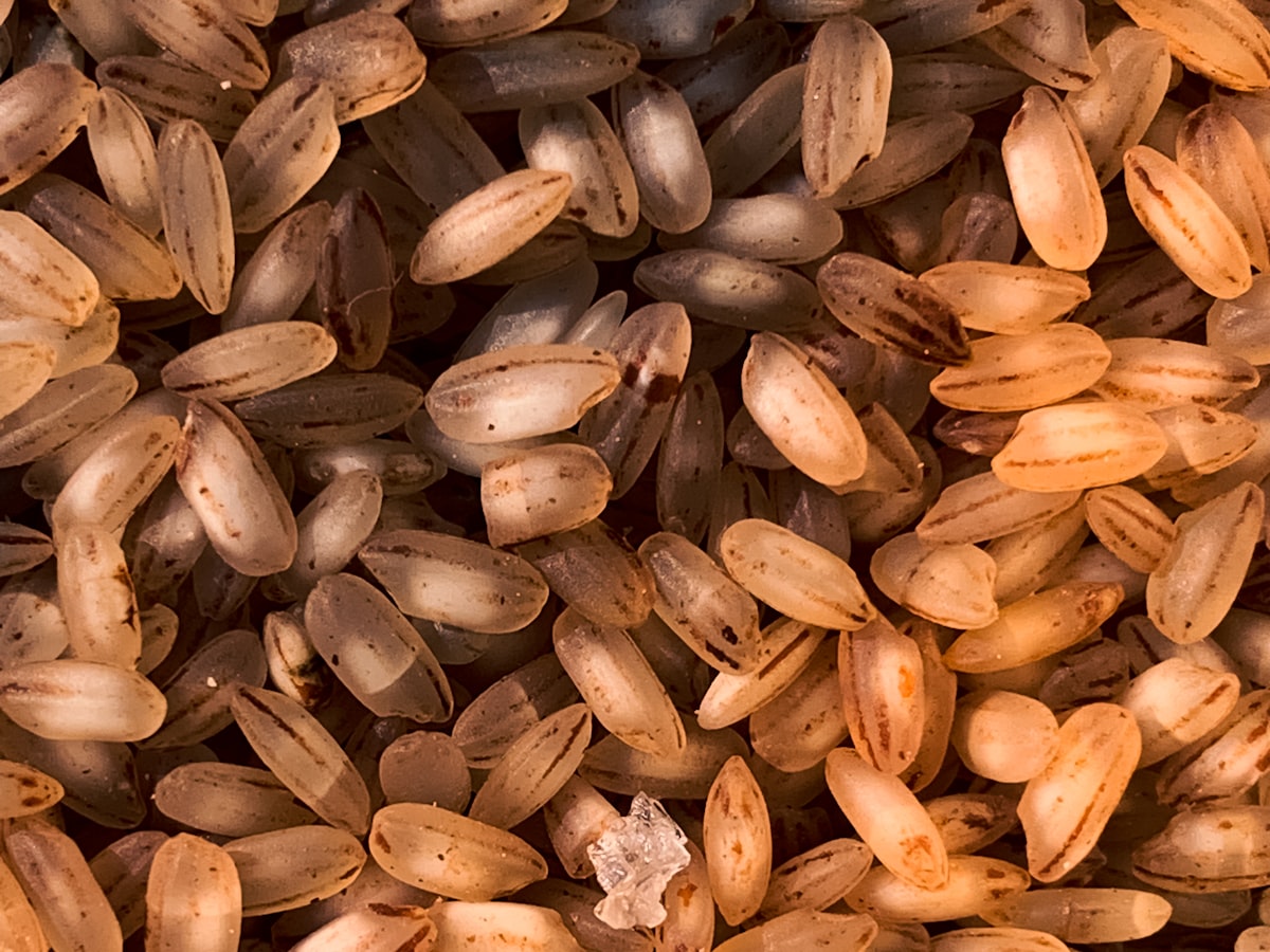 Jhangora Barnyard Millet — from above