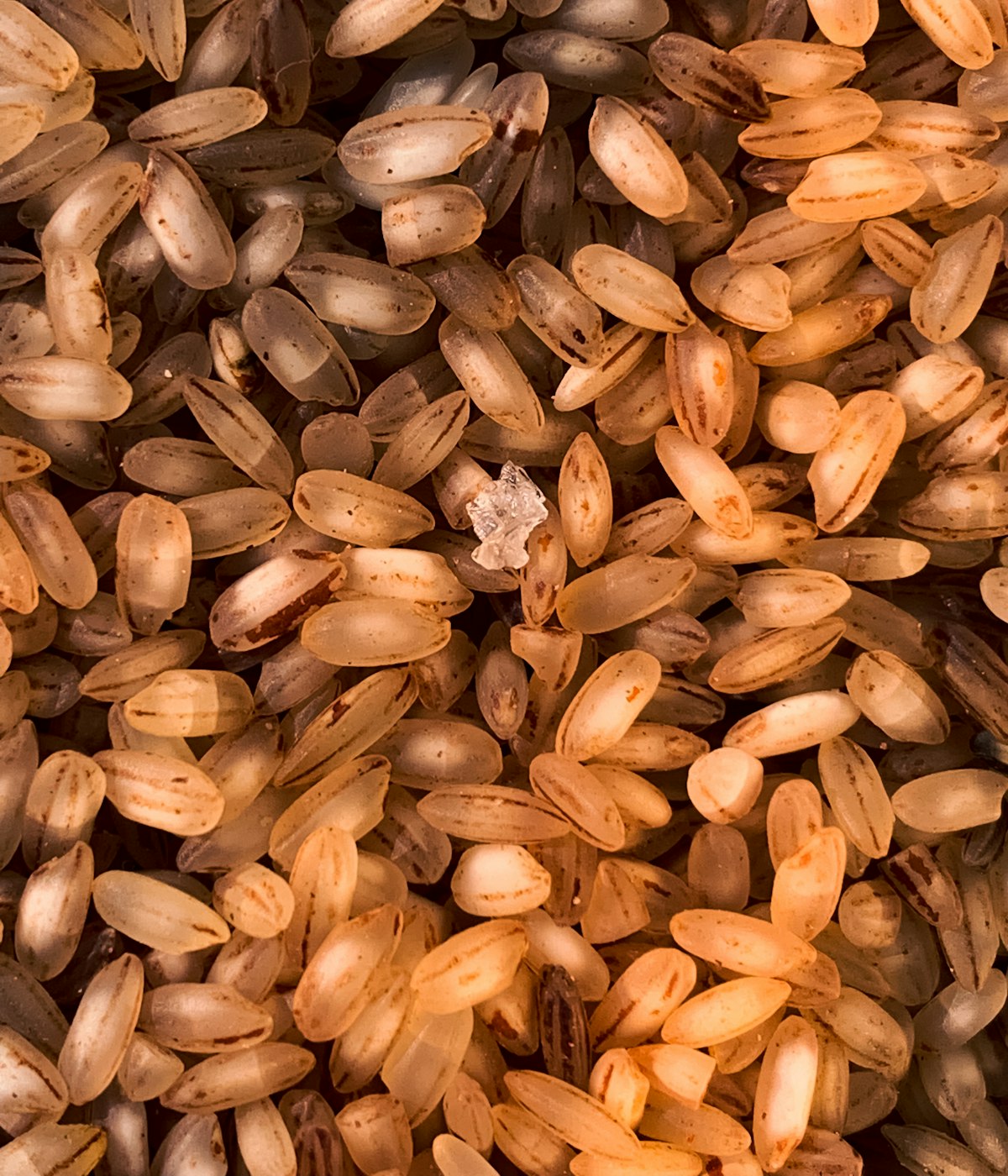 Jhangora Barnyard Millet — close crop