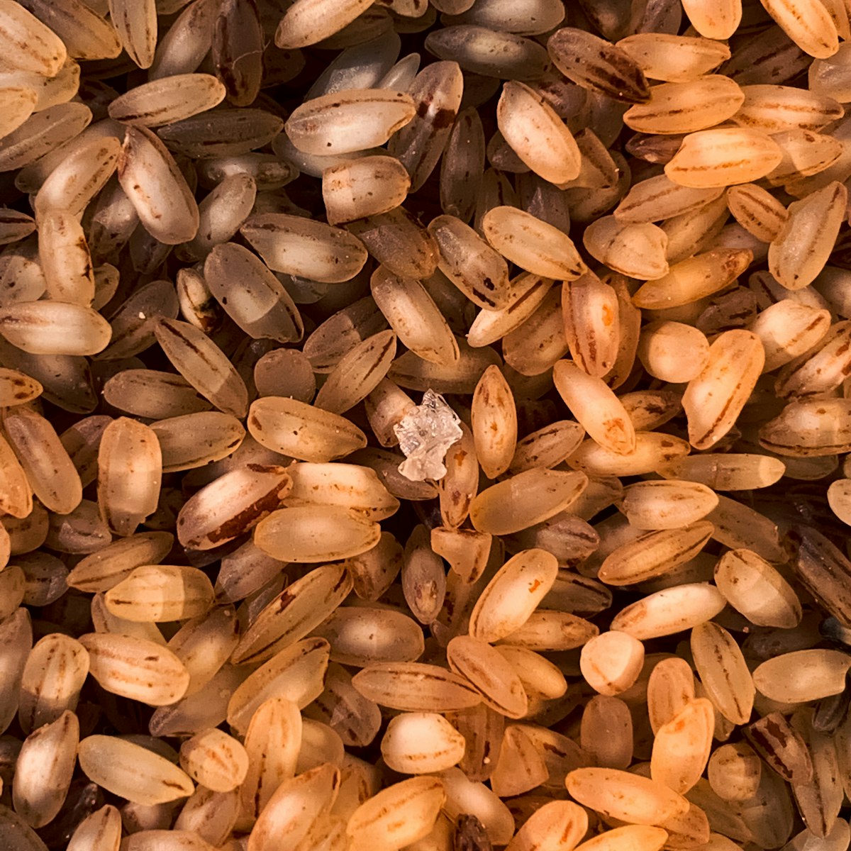 Jhangora Barnyard Millet — side view
